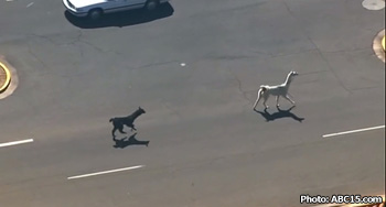 We Interview the Llamas on the Lam